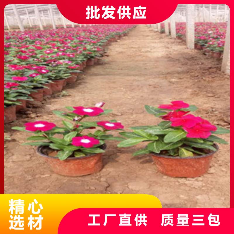 山东青州马兰运到多少钱一盆