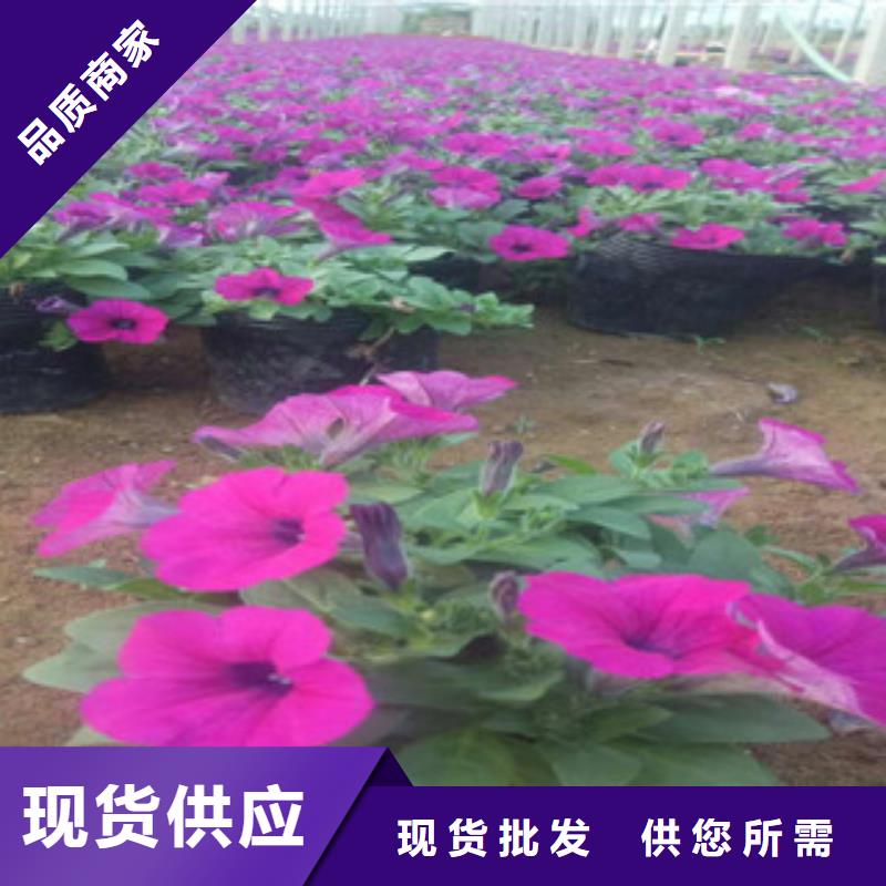 时令草花-花海景观工程客户好评