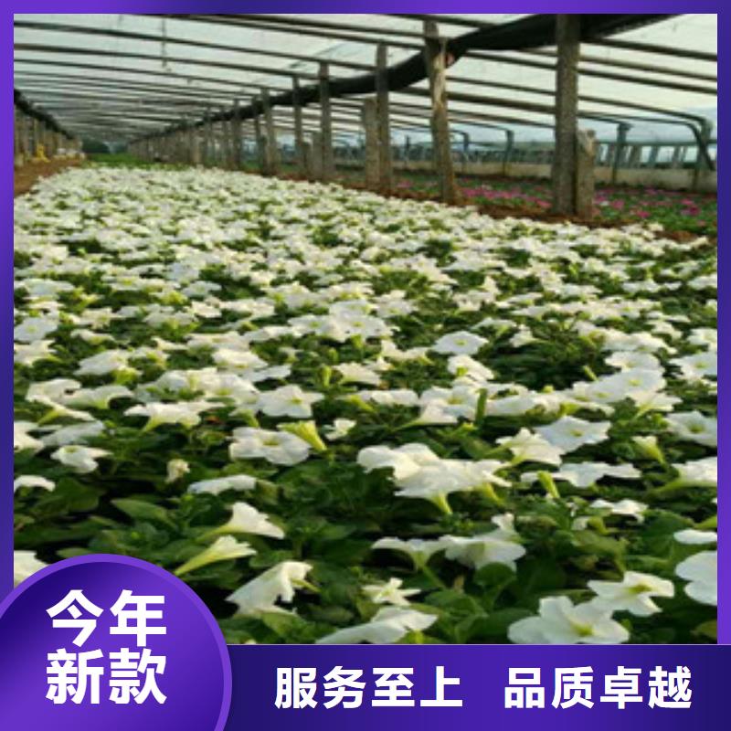 时令草花-时令花卉/绿化草花价格大量现货供应