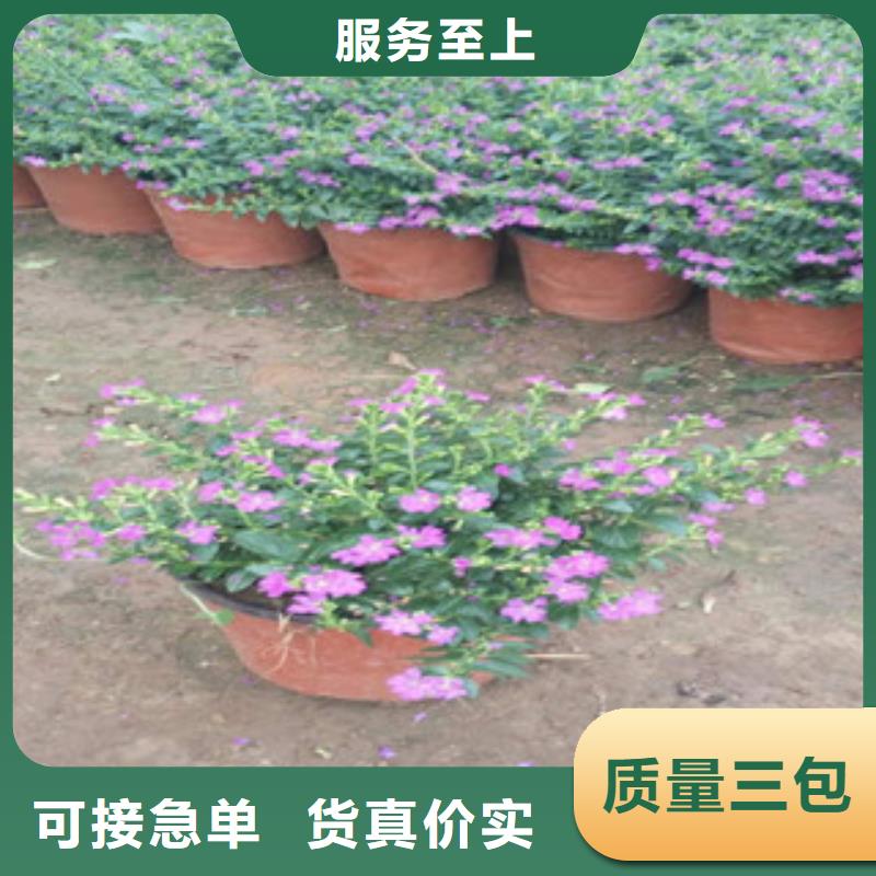 时令草花-时令花卉/绿化草花价格大量现货供应