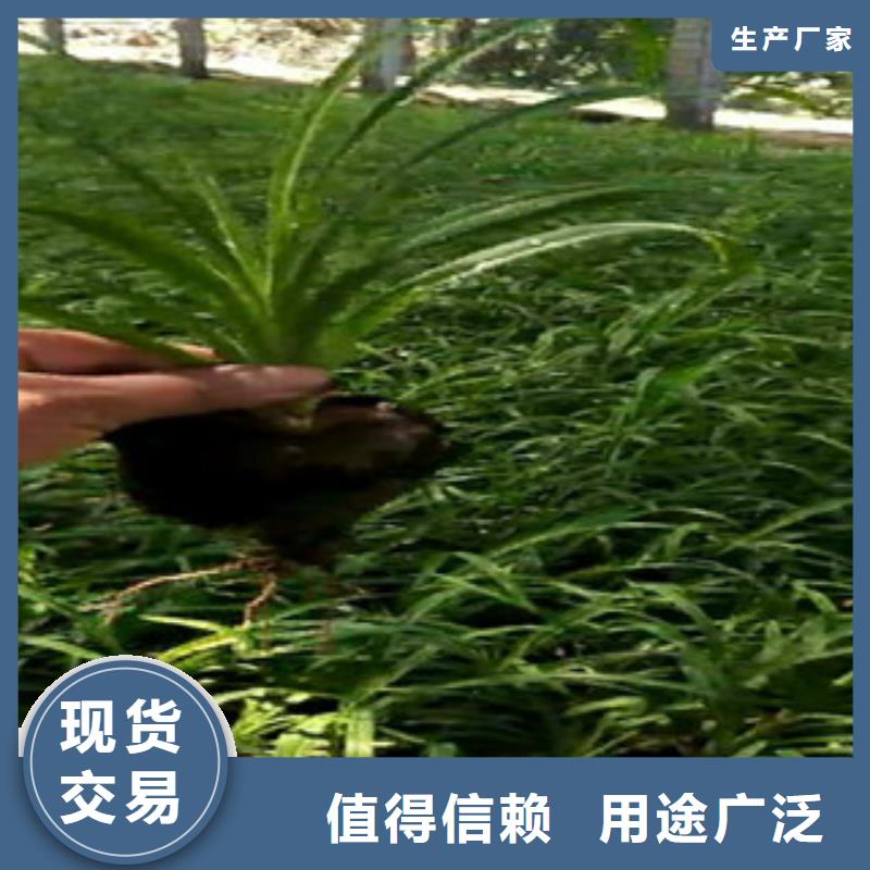 时令草花-时令花卉/绿化草花价格大量现货供应