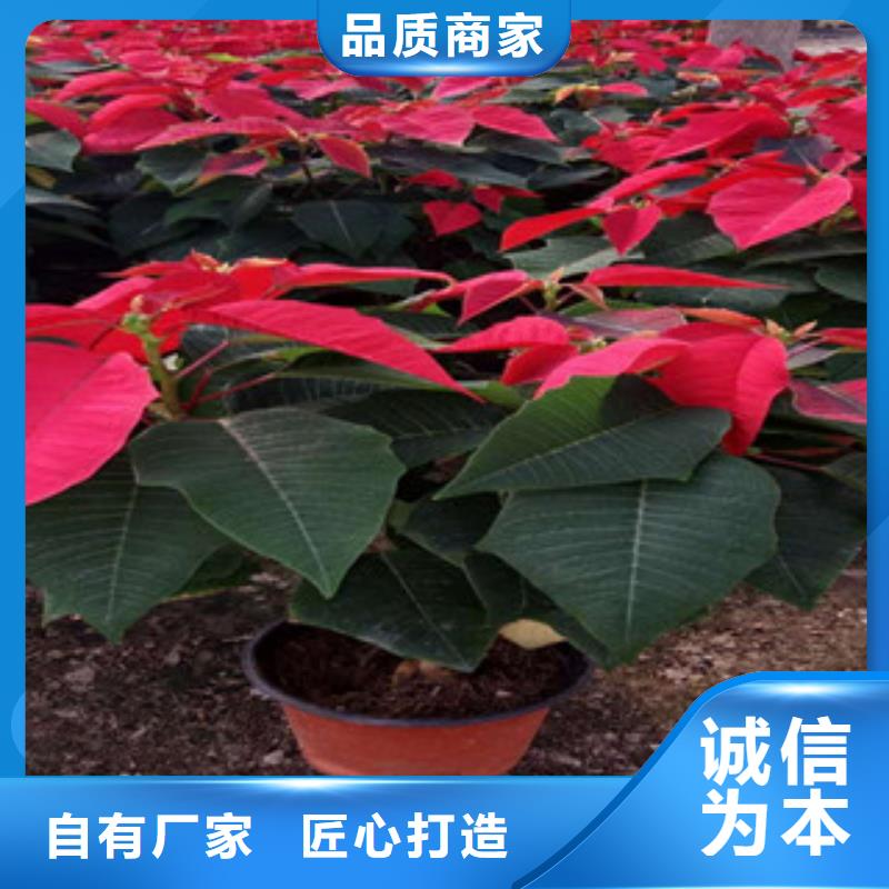 时令草花-时令花卉/绿化草花价格大量现货供应