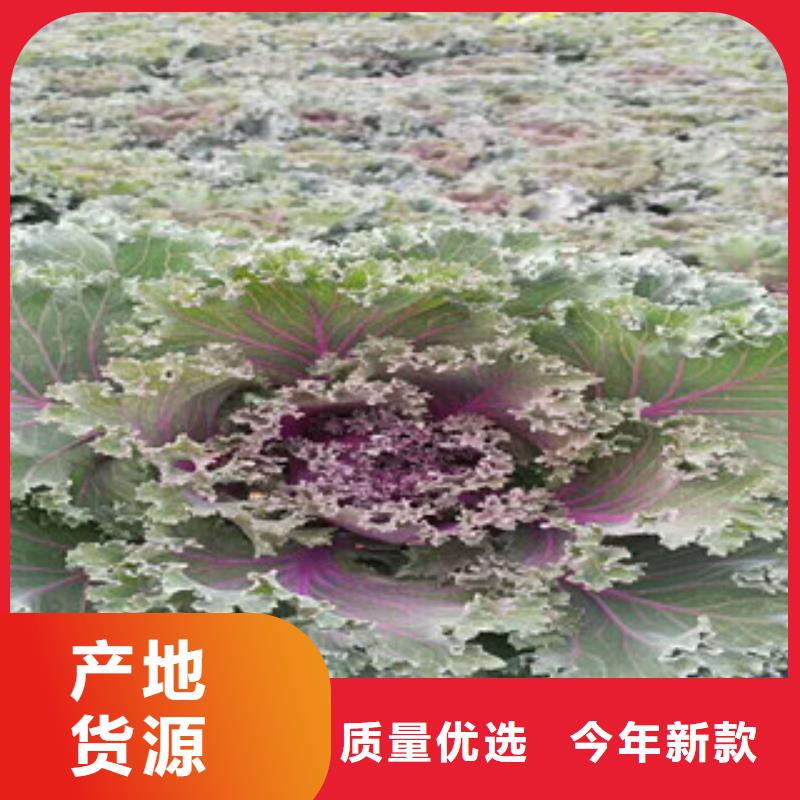 时令草花-时令花卉/绿化草花价格大量现货供应