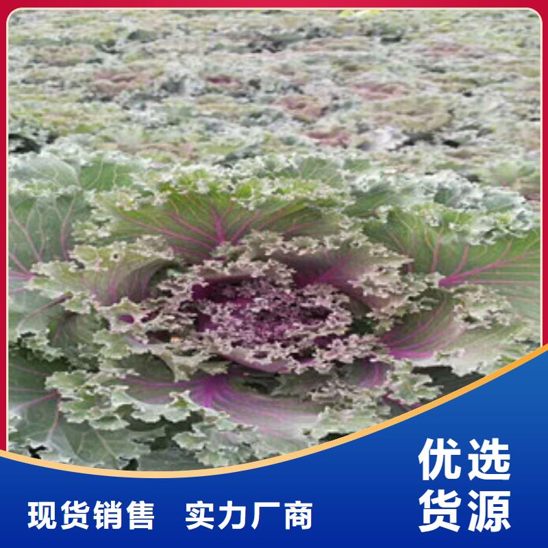 时令草花-时令花卉/绿化草花价格大量现货供应