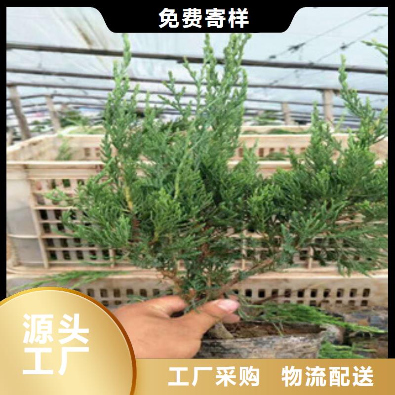 时令草花-时令花卉/绿化草花价格大量现货供应