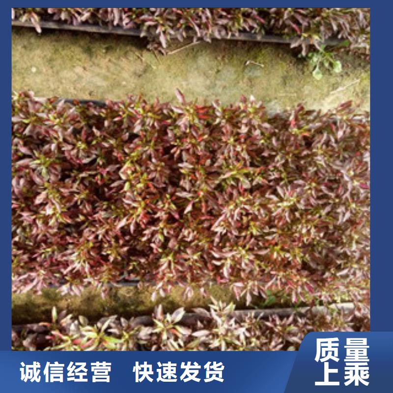 时令草花-时令花卉/绿化草花价格大量现货供应