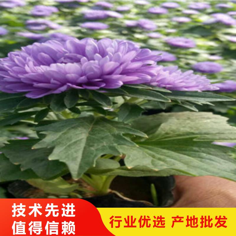 时令草花-时令花卉/绿化草花价格大量现货供应
