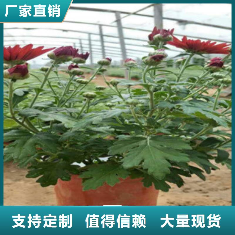 时令草花-时令花卉/绿化草花价格大量现货供应