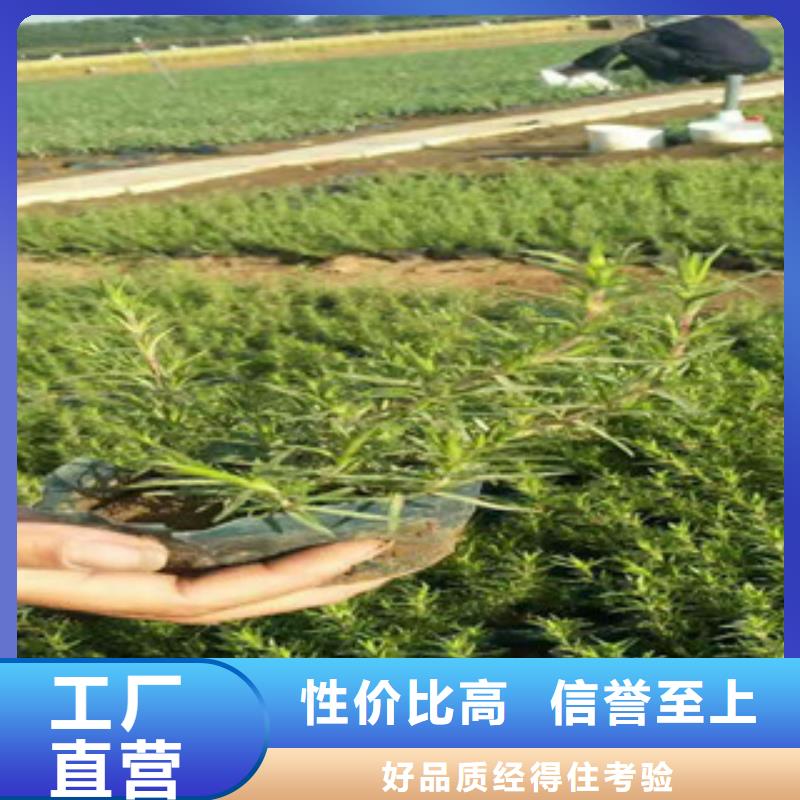时令草花-时令花卉/绿化草花价格大量现货供应