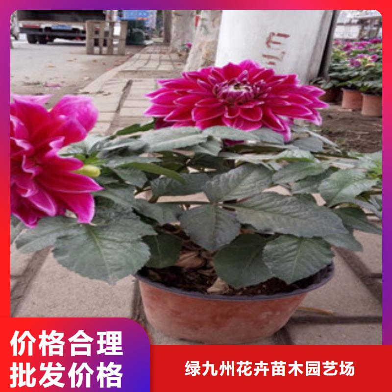 时令草花-时令花卉/绿化草花价格大量现货供应