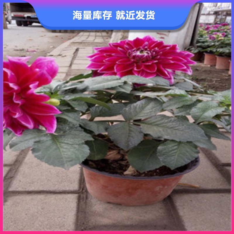 时令草花-时令花卉/绿化草花价格大量现货供应