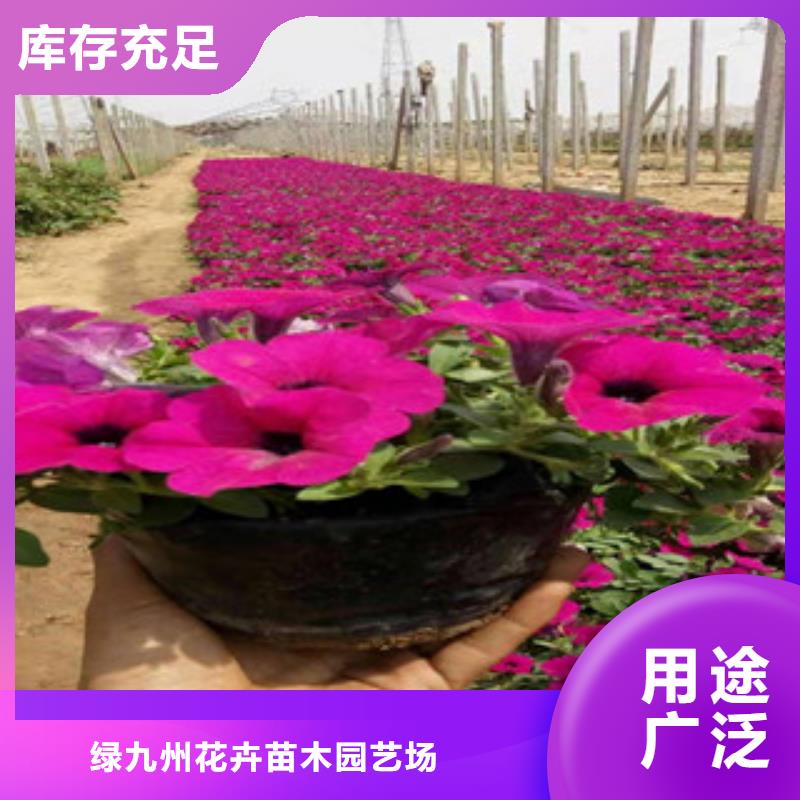 防城港市康乃馨