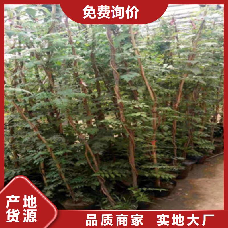 宿根花卉【鲁冰花/粉黛乱子草】当地货源