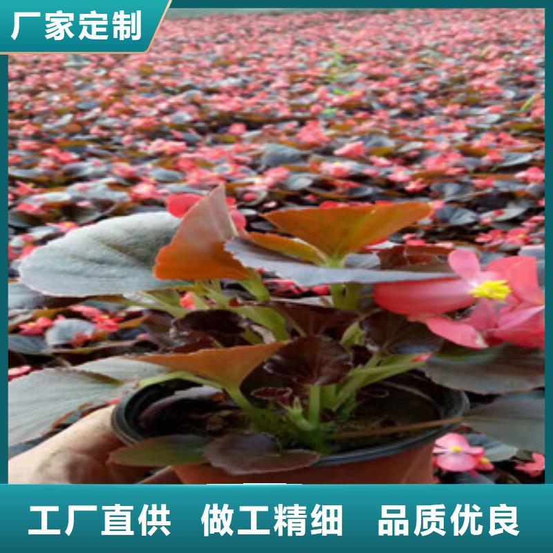 山东青州宿根薰衣草运到合多少钱一盆