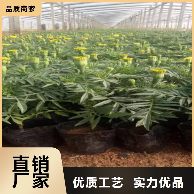 宿根花卉宿根花卉基地好品质经得住考验