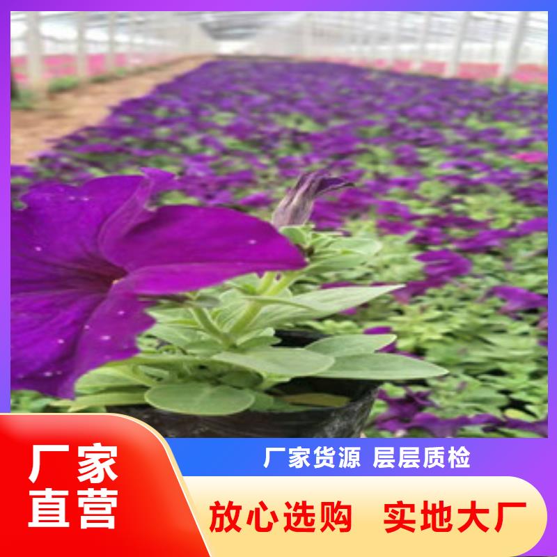 赤坎绿化灯芯草栽植成活率高