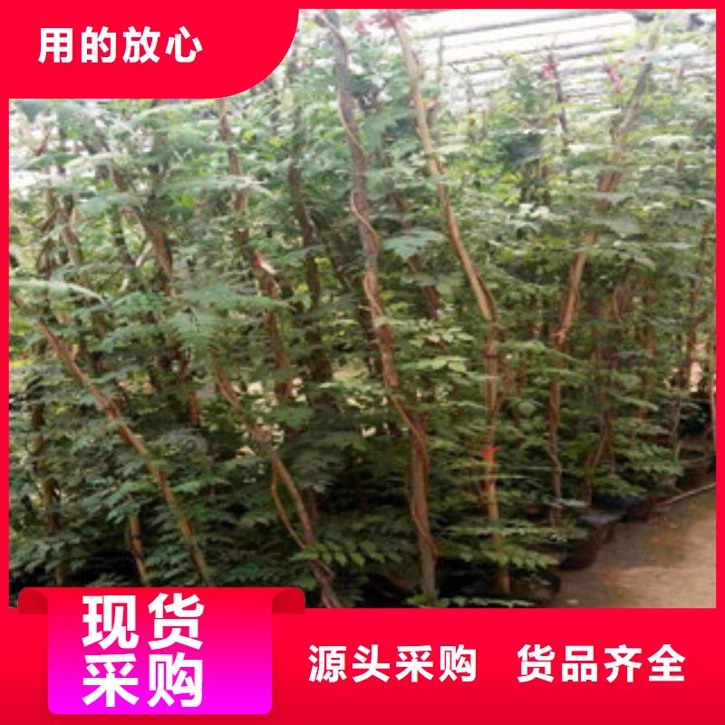 宿根花卉【鲁冰花/粉黛乱子草】当地货源