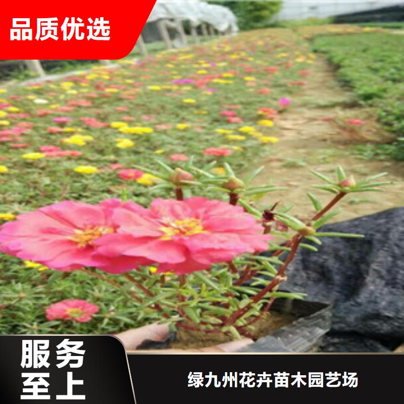 自治区荷兰菊