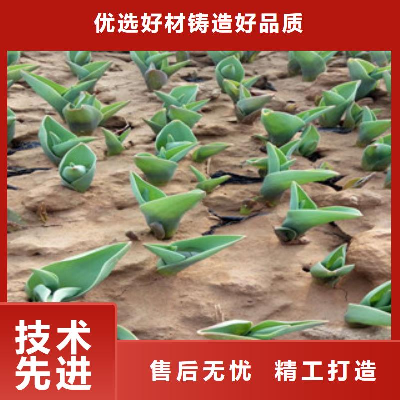 花海景观,鲁冰花/粉黛乱子草好品质选我们