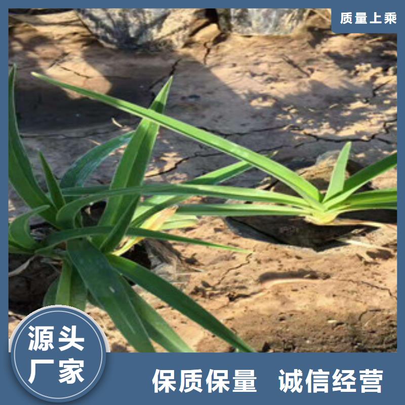 自治区荷兰菊