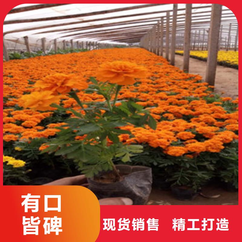自治区大花金鸡菊