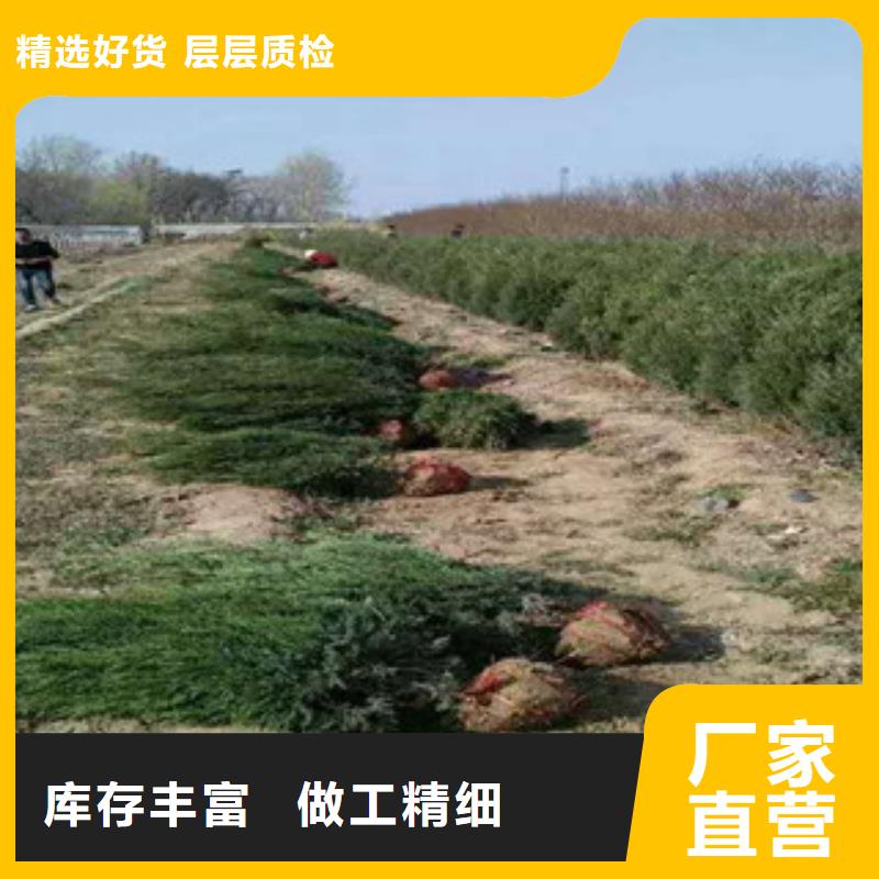 自治区荷兰菊