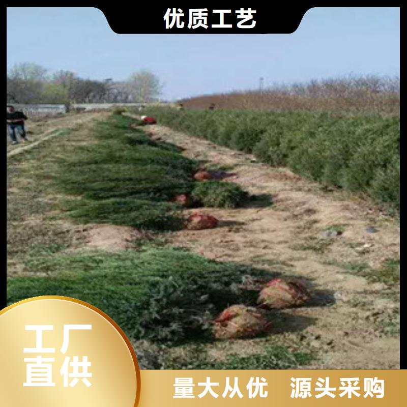 自治区紫叶李小苗