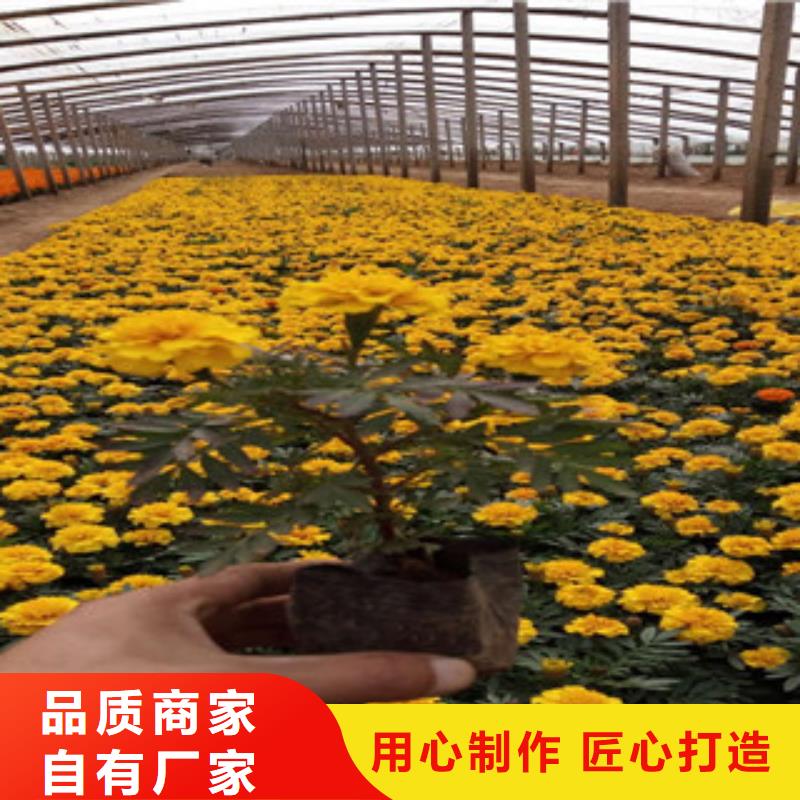 花海景观,鲁冰花/粉黛乱子草好品质选我们