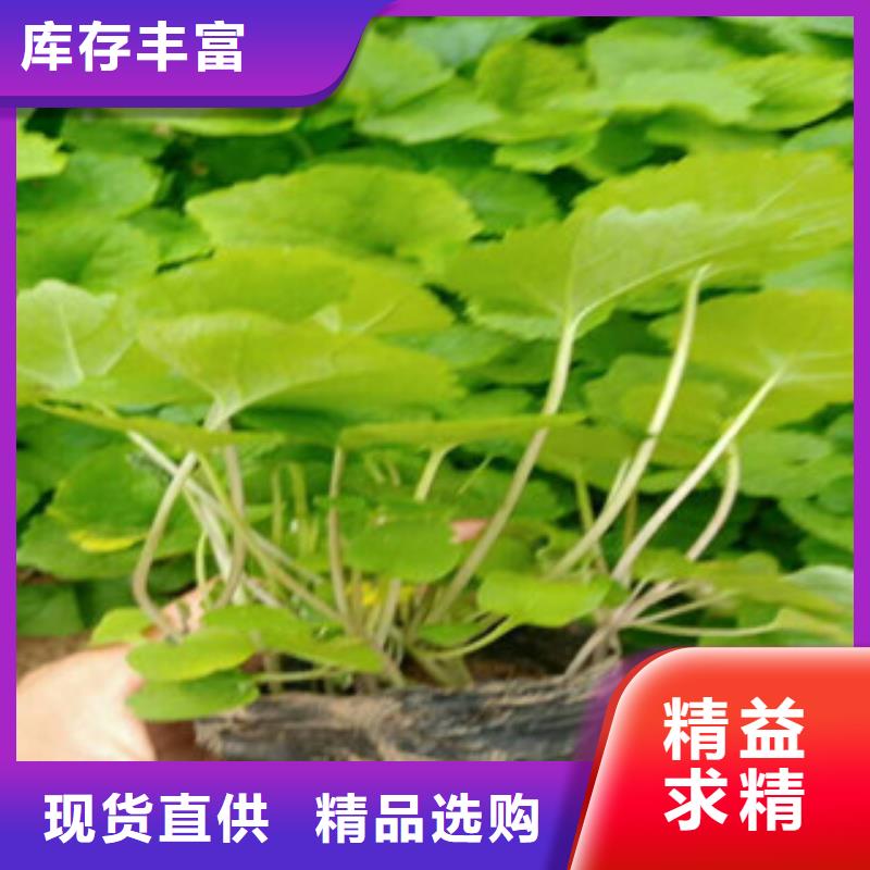 花海景观,鲁冰花/粉黛乱子草好品质选我们
