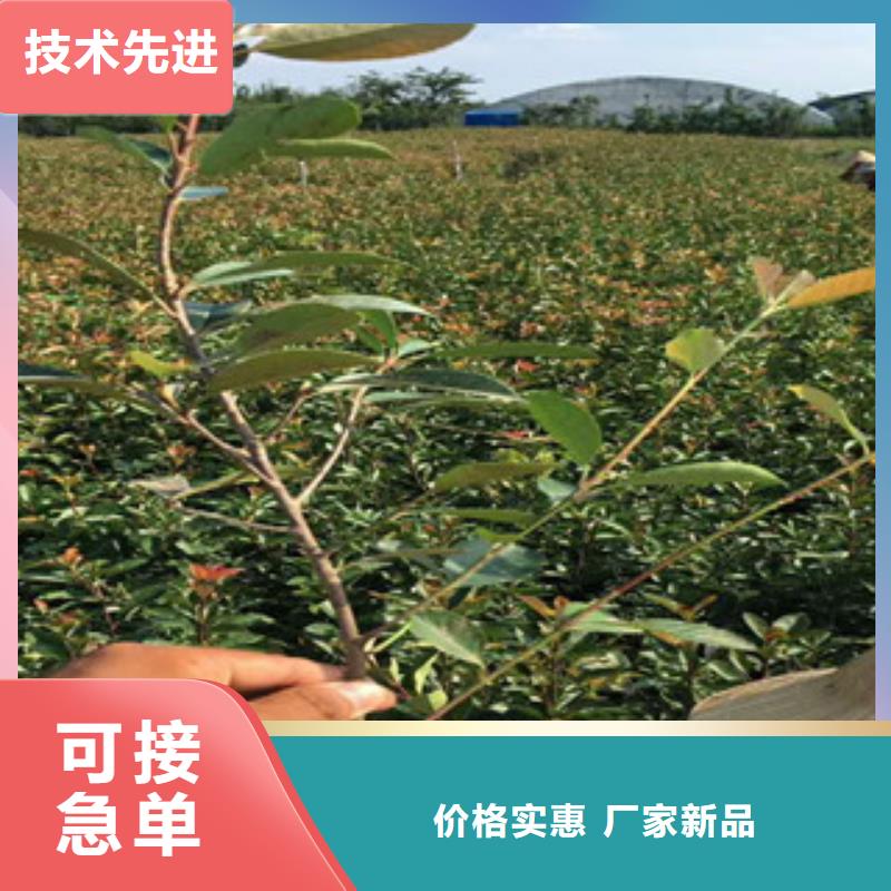 自治区荷兰菊