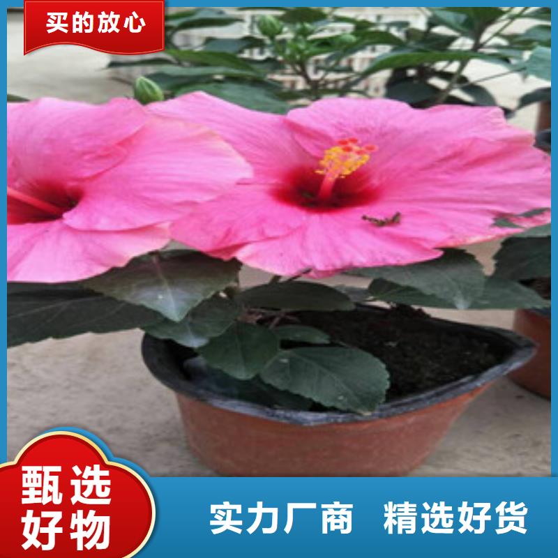 自治区大花金鸡菊