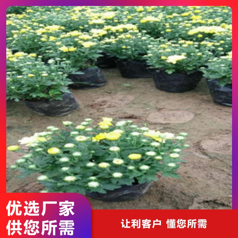 花海景观,鲁冰花/粉黛乱子草好品质选我们