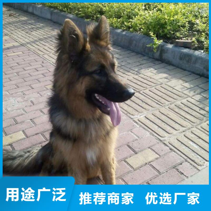 德国牧羊犬,马犬放心选购