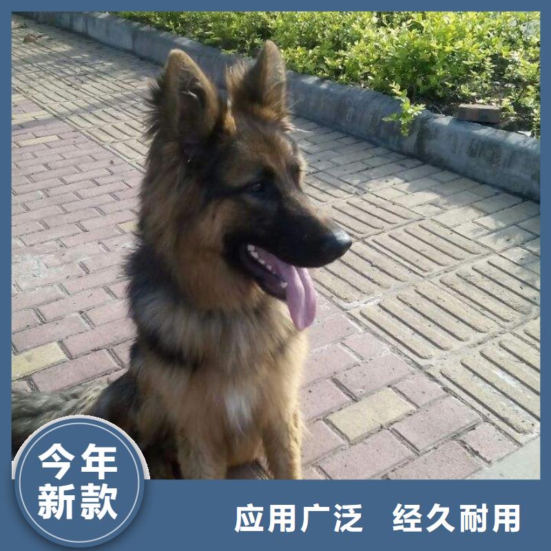 德国牧羊犬,拉布拉多犬值得信赖