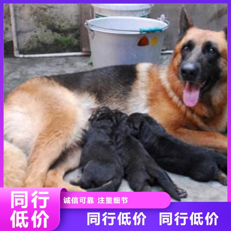 德国牧羊犬,拉布拉多犬值得信赖