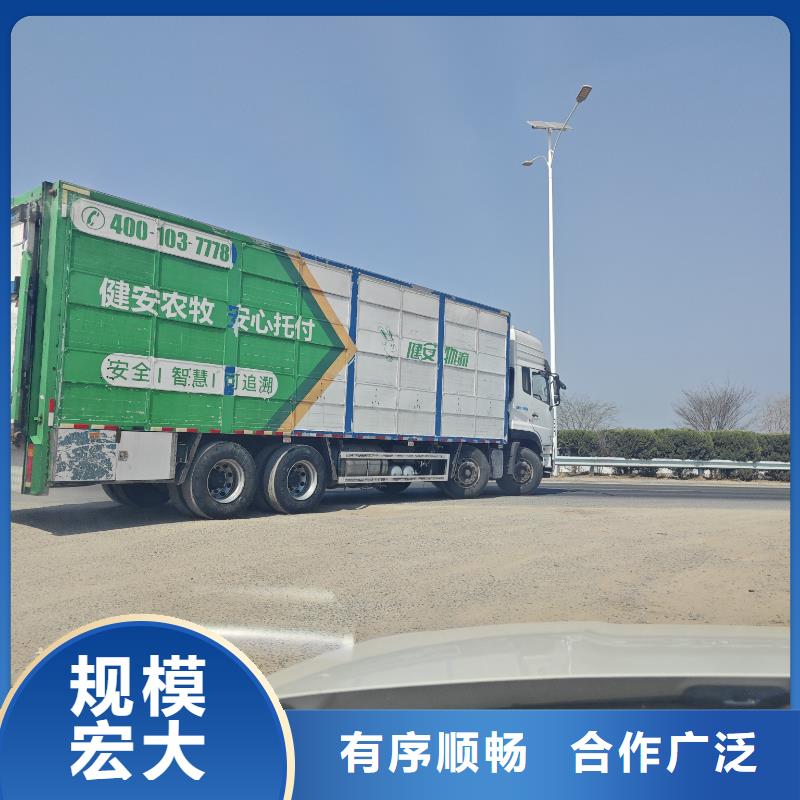 宿迁市泗洪到高栏车肥猪运输调度精准