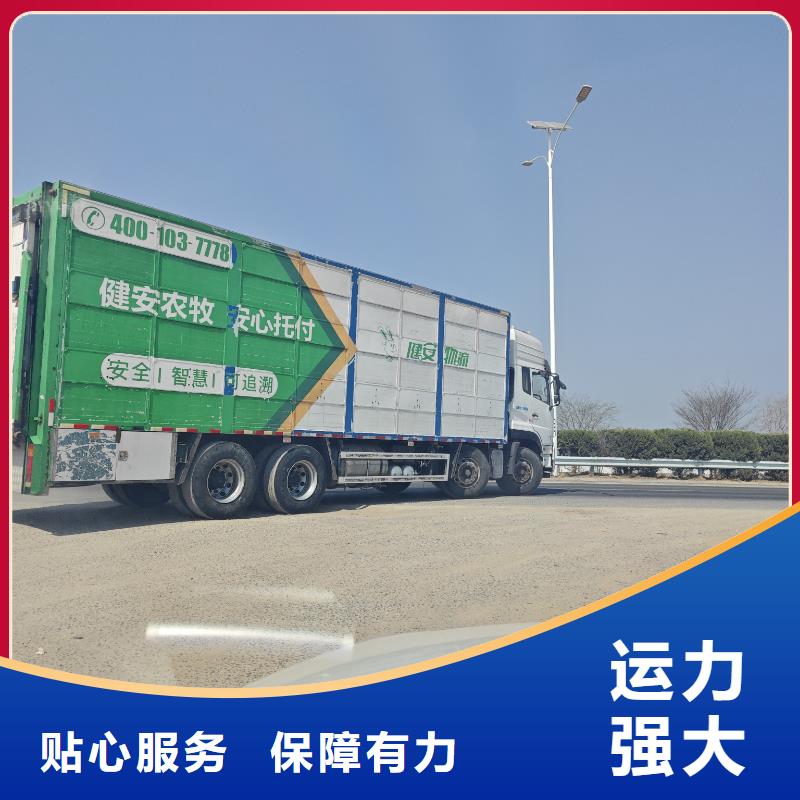 宿迁市泗洪到生猪物流顺畅
