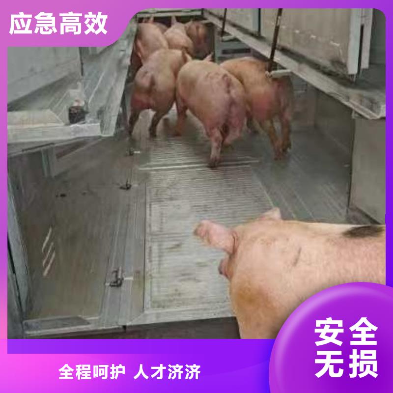 宿迁市泗洪到活禽运输无损