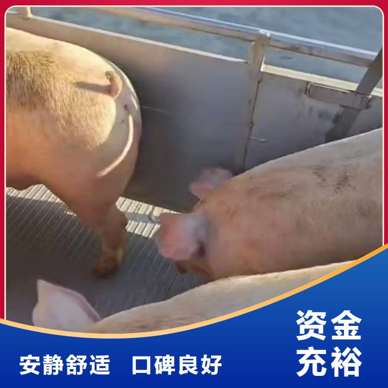 宿迁市到猪笼车运输保障完备