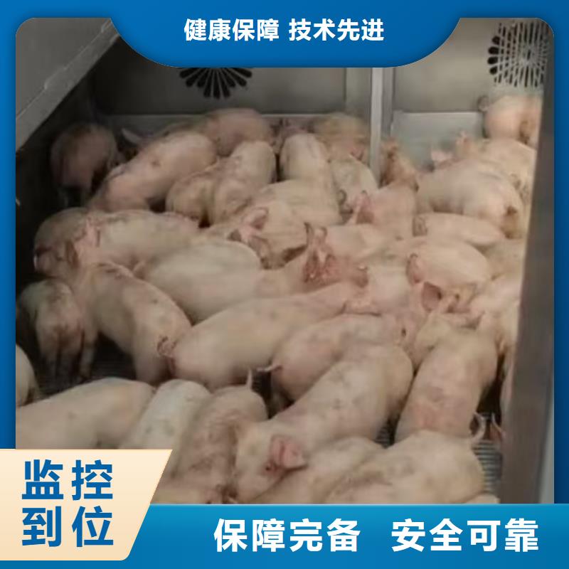 宿迁市到猪笼车运输保障完备