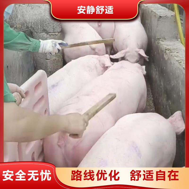 宿迁市泗洪到生猪物流顺畅