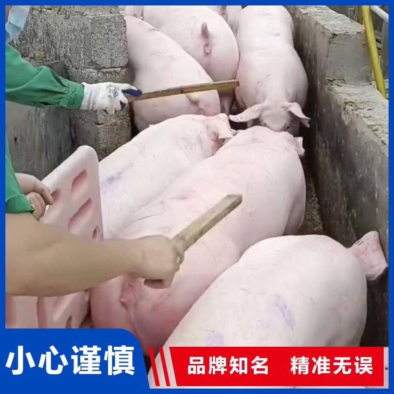 宿迁市泗洪到高栏车肥猪运输调度精准