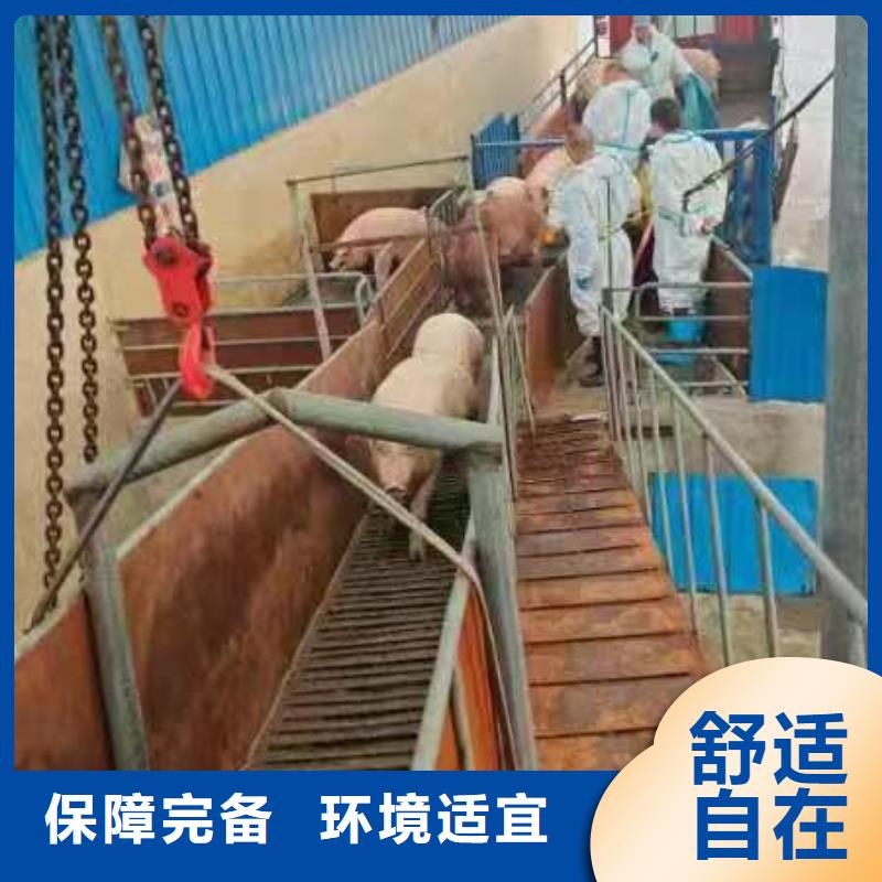 合肥到农牧运输信誉卓著
