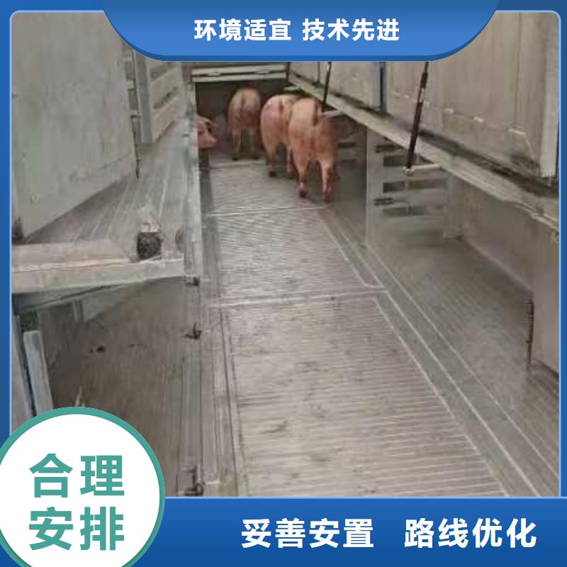 宿迁市泗洪到高栏车肥猪运输调度精准