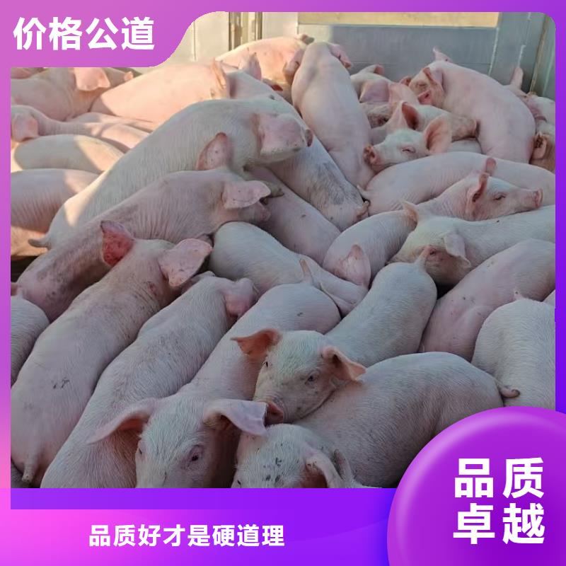 宿迁泗洪到猪笼车运输快捷