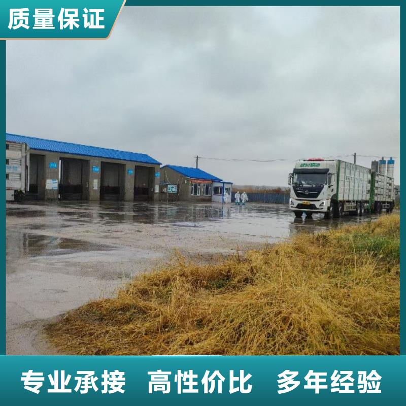 大丰到肥猪运输恒温车服务周到