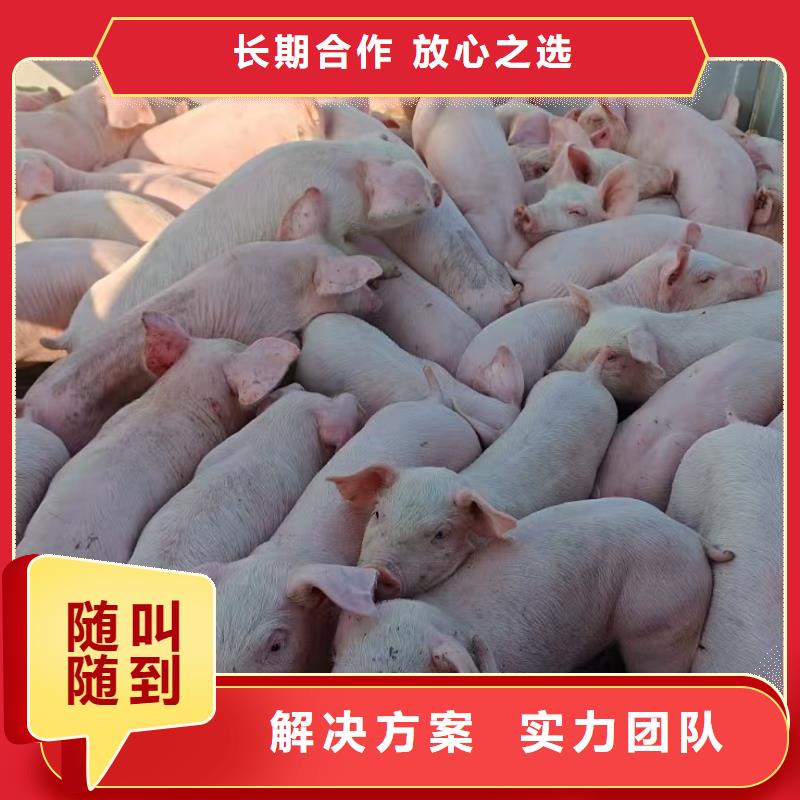 大丰到肥猪运输恒温车服务周到