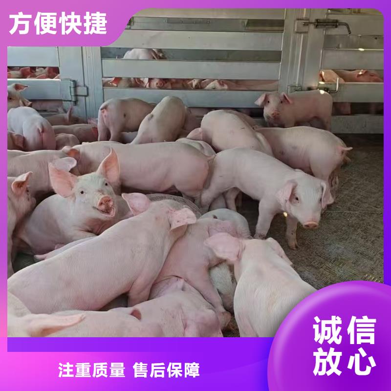 宿迁泗阳到牲畜运输团队专业