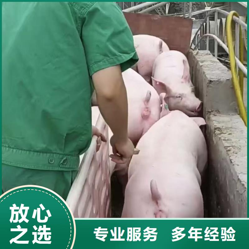 大丰到肥猪运输恒温车服务周到