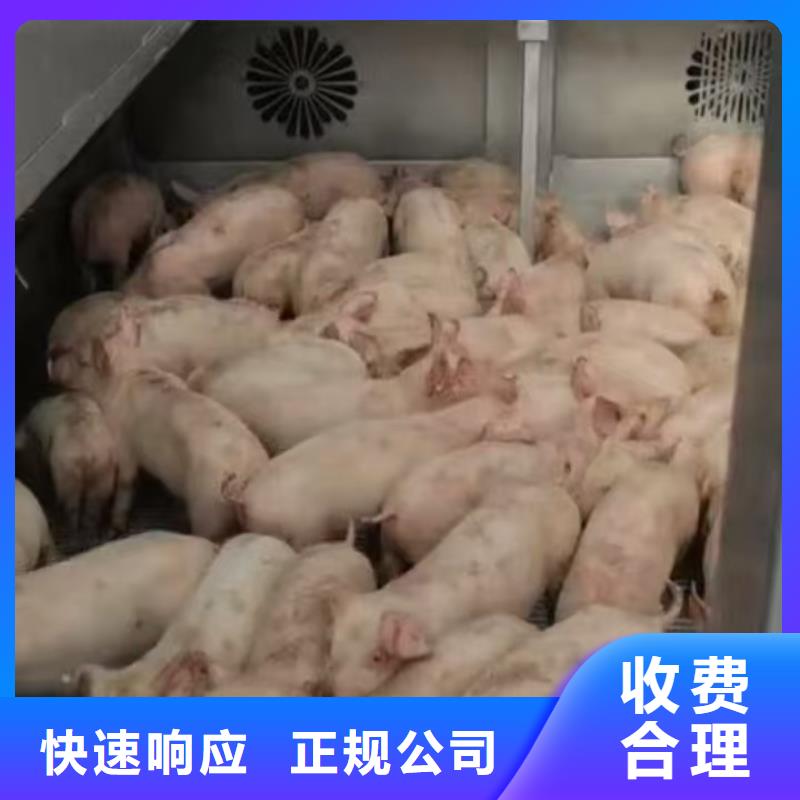 宿迁泗洪到猪笼车运输快捷